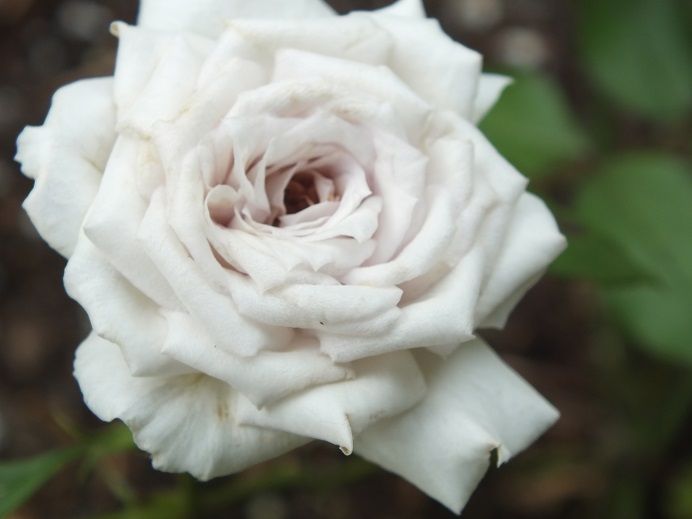  photo cafeole2_zpsb2248dc9.jpg